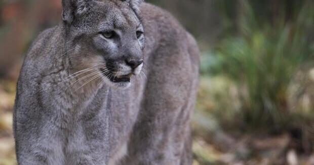 Fifth panther death of 2026 reported on US-27 in Glades County | Glades County