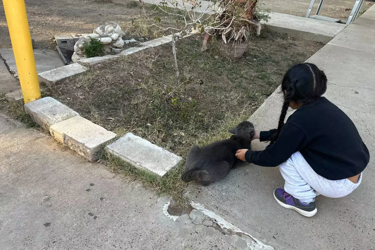 A young immigrant girl who just arrived at the Holding Institute, a shelter in Laredo, Texas on Feb. 12, 2026, pets a cat as her mother and other families receive a welcome and instructions on how to purchase tickets to get back to their homes in the U.S. (AP Photo/Valerie Gonzalez)