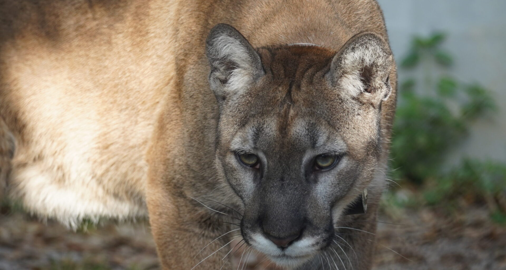 Loper, the Florida Panther recovering at ZooTampa after vehicle accident. Courtesy of ZooTampa, photo by Vanessa Lyons.