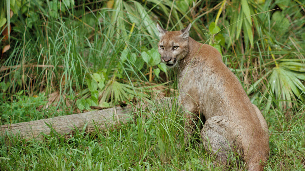 Congress pressed to fund wildlife crossings as Florida panther deaths rise