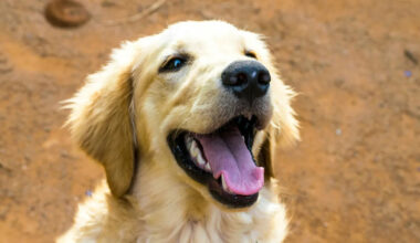Golden Retriever Is Hockey-Obsessed and Lets Himself onto the Ice for Practice with Dad