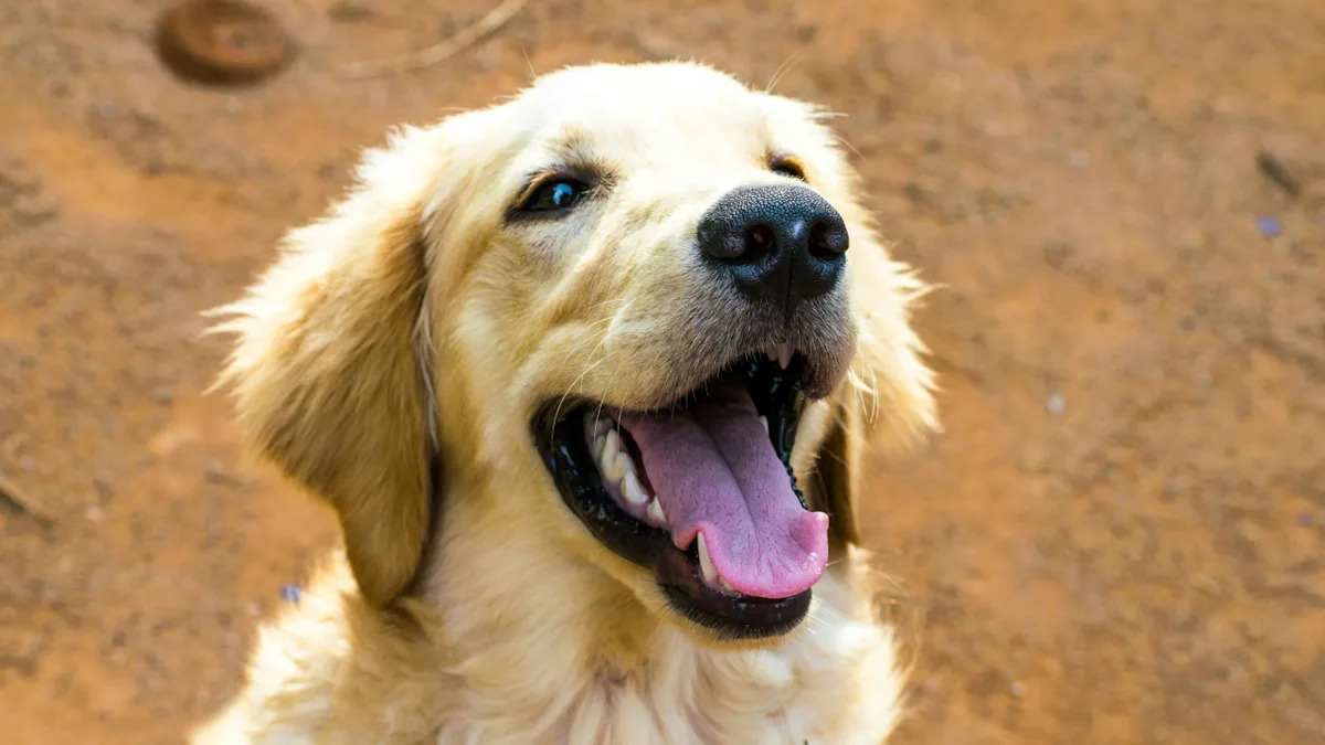 Golden Retriever Is Hockey-Obsessed and Lets Himself onto the Ice for Practice with Dad