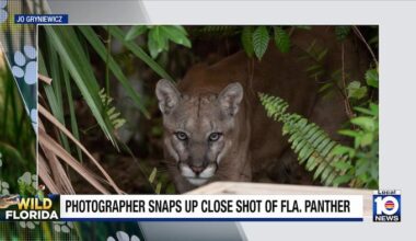The ‘purr’-fect shot? Florida panther gives photographer a moment she’ll never forget