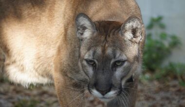 Injured Florida Panther Finds New Home at ZooTampa After Car Collision and Surgery