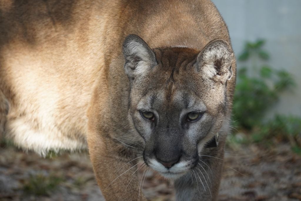Injured Florida Panther Finds New Home at ZooTampa After Car Collision and Surgery