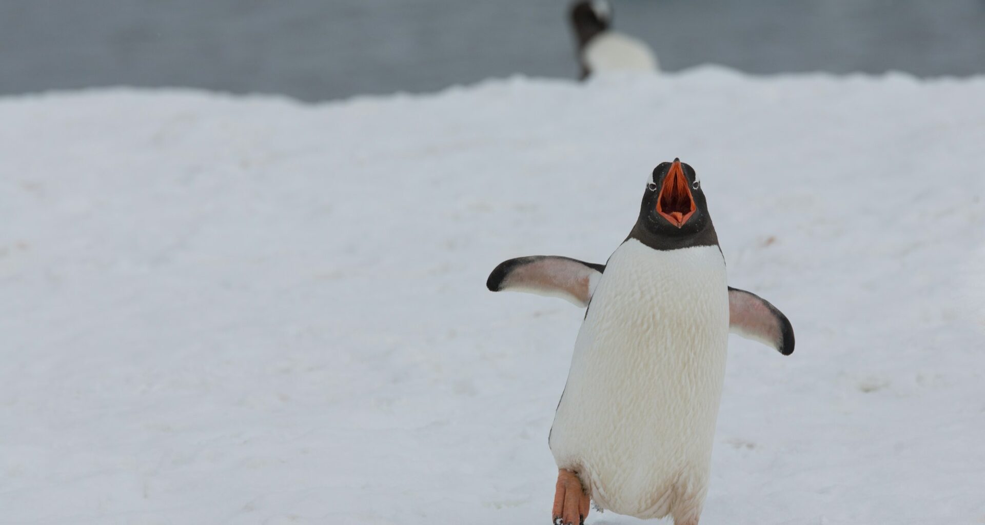 Ottawa Senators versus Pittsburgh Penguins