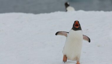 Ottawa Senators versus Pittsburgh Penguins