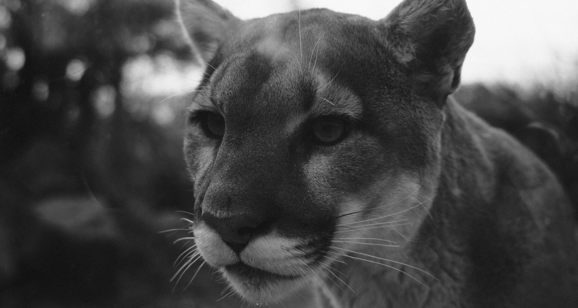 Ottawa Senators @ Florida Panthers