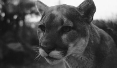 Ottawa Senators @ Florida Panthers