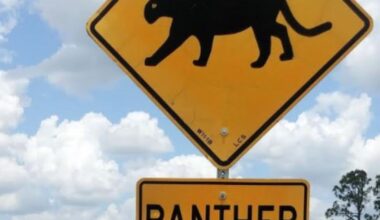 Another Florida panther killed in South Florida; reported at Glades County site | WGCU News