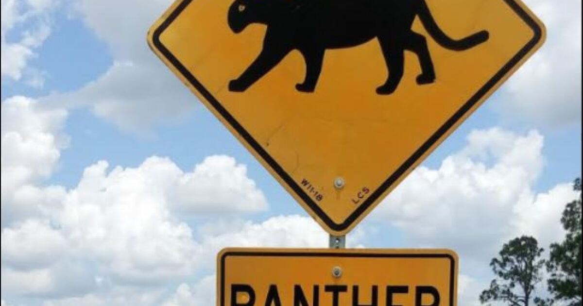 Another Florida panther killed in South Florida; reported at Glades County site | WGCU News
