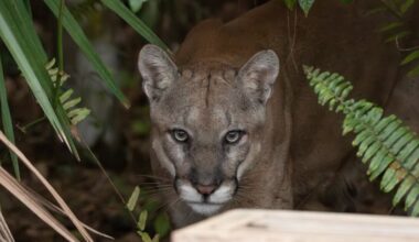 Photographer snaps shot of endangered Florida panther just inside the front entrance to the Corkscrew Swamp Sanctuary | WGCU News