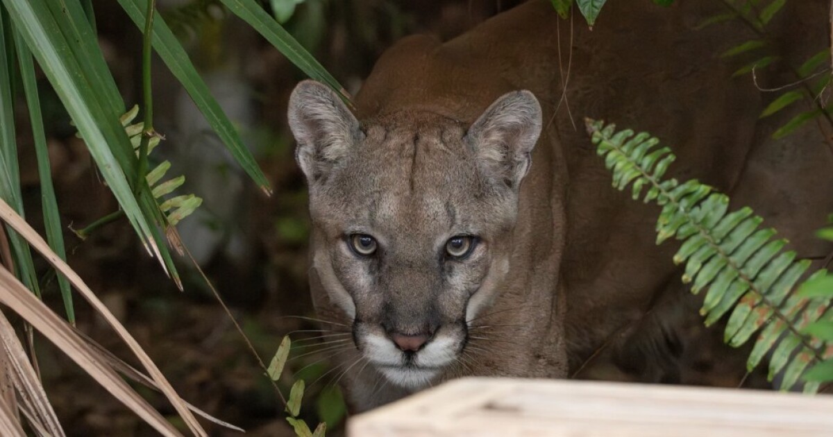 Photographer snaps shot of endangered Florida panther just inside the front entrance to the Corkscrew Swamp Sanctuary | WGCU News