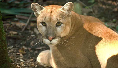 Conservation groups sue feds over Florida panther protections