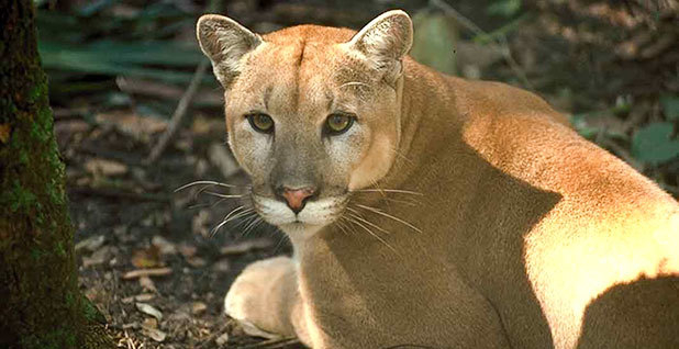 Conservation groups sue feds over Florida panther protections