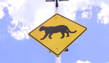 Massive east Collier development approved despite public's concerns of impact on Florida panthers