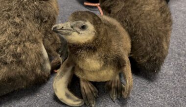 Camden penguins dis NHL's Penguins, back Flyers in playoff matchup