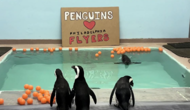 Camden's Penguins Clarify: They are Rooting for the Flyers
