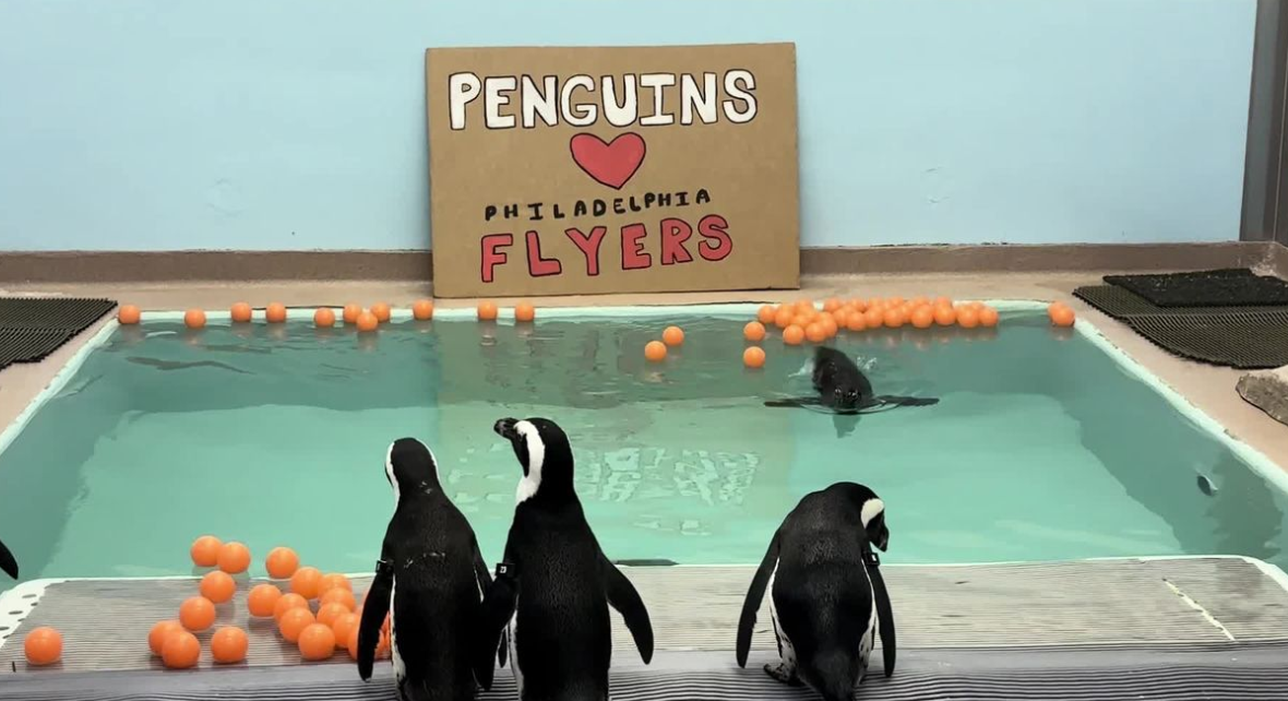 Camden's Penguins Clarify: They are Rooting for the Flyers