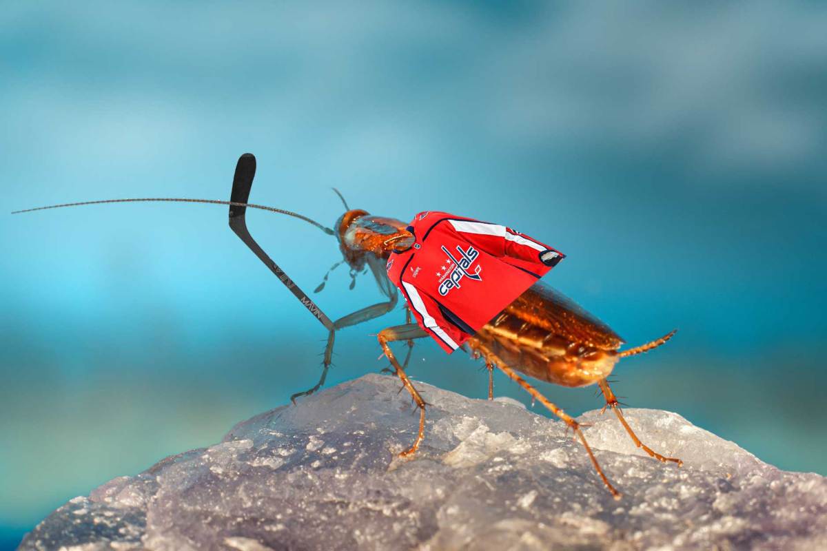 Capitals playoff scenarios: How Washington can still make the postseason with two games left