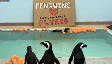 Adventure Aquarium penguins issue loyalty statement confirming support for Flyers