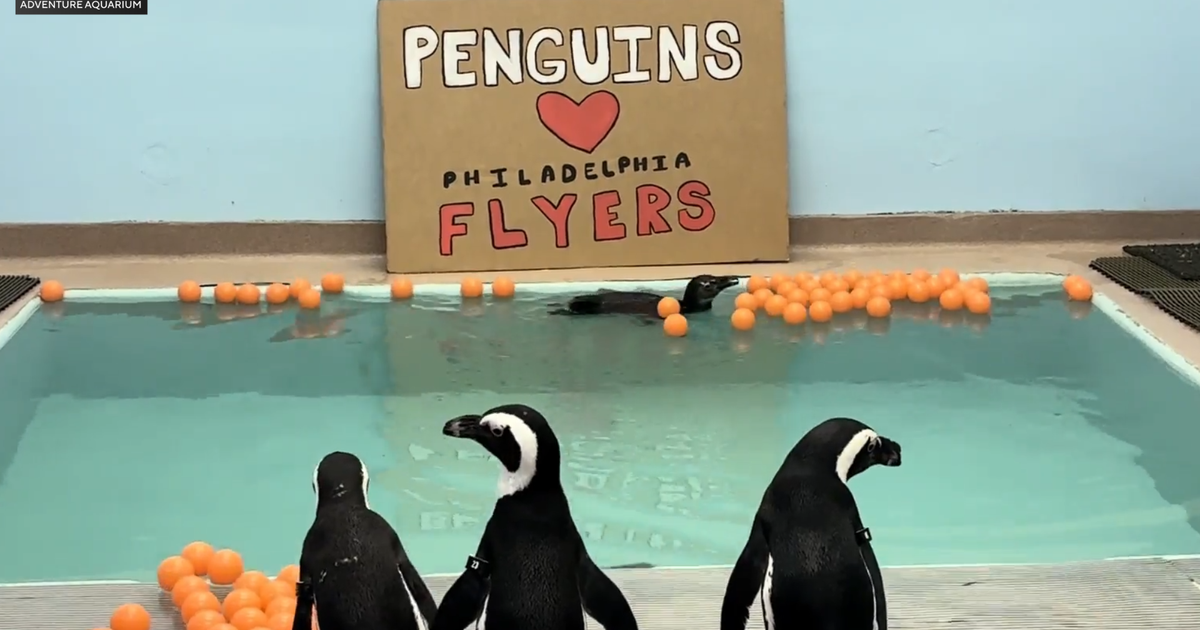 Adventure Aquarium penguins issue loyalty statement confirming support for Flyers