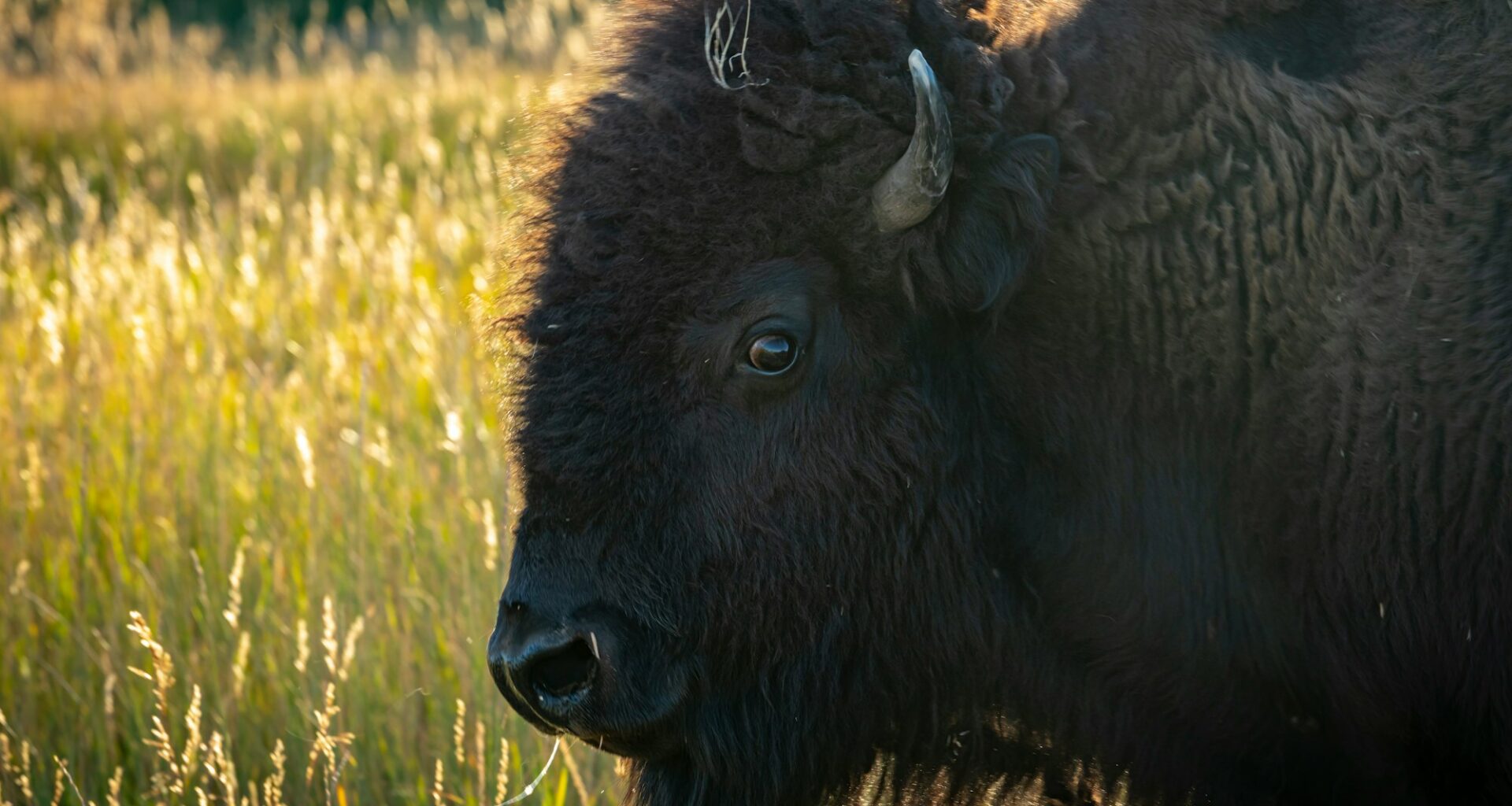 Ottawa Senators versus Buffalo Sabres