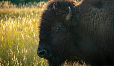 Ottawa Senators versus Buffalo Sabres