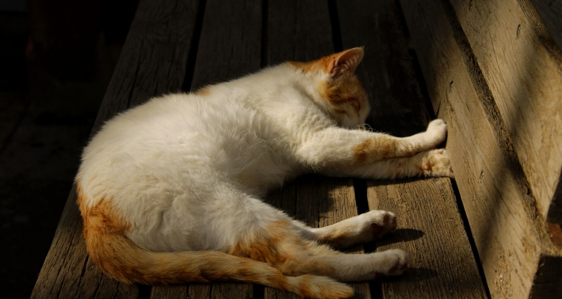 Gameday: Panthers @ Leafs