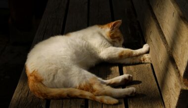 Gameday: Panthers @ Leafs