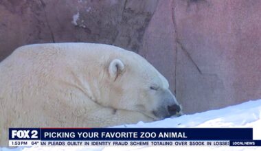 Pass the Mic: Red Wings & construction grievances & zoo draft!