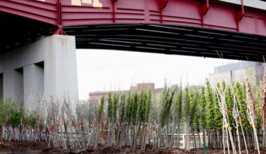 Minnesota Wild, Grand Casino Arena offset carbon emissions with trees