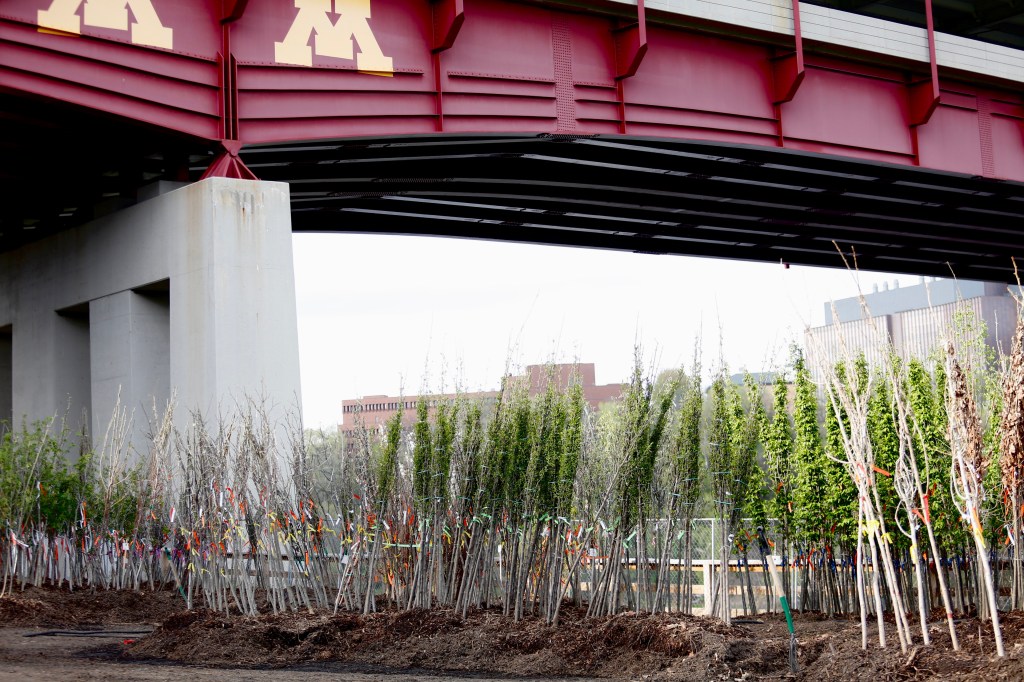 Minnesota Wild, Grand Casino Arena offset carbon emissions with trees