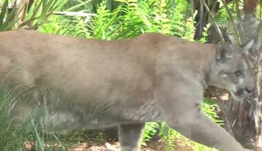Baby Florida panther believed to have been struck and killed by vehicle in Collier County