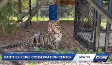 Local Wild Cat Sanctuary Works to Educate the Public about Conservation