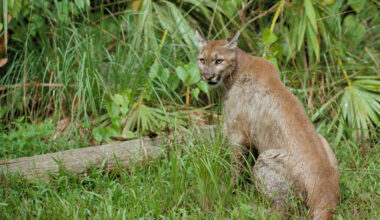 Florida's wildlife corridor model could go national