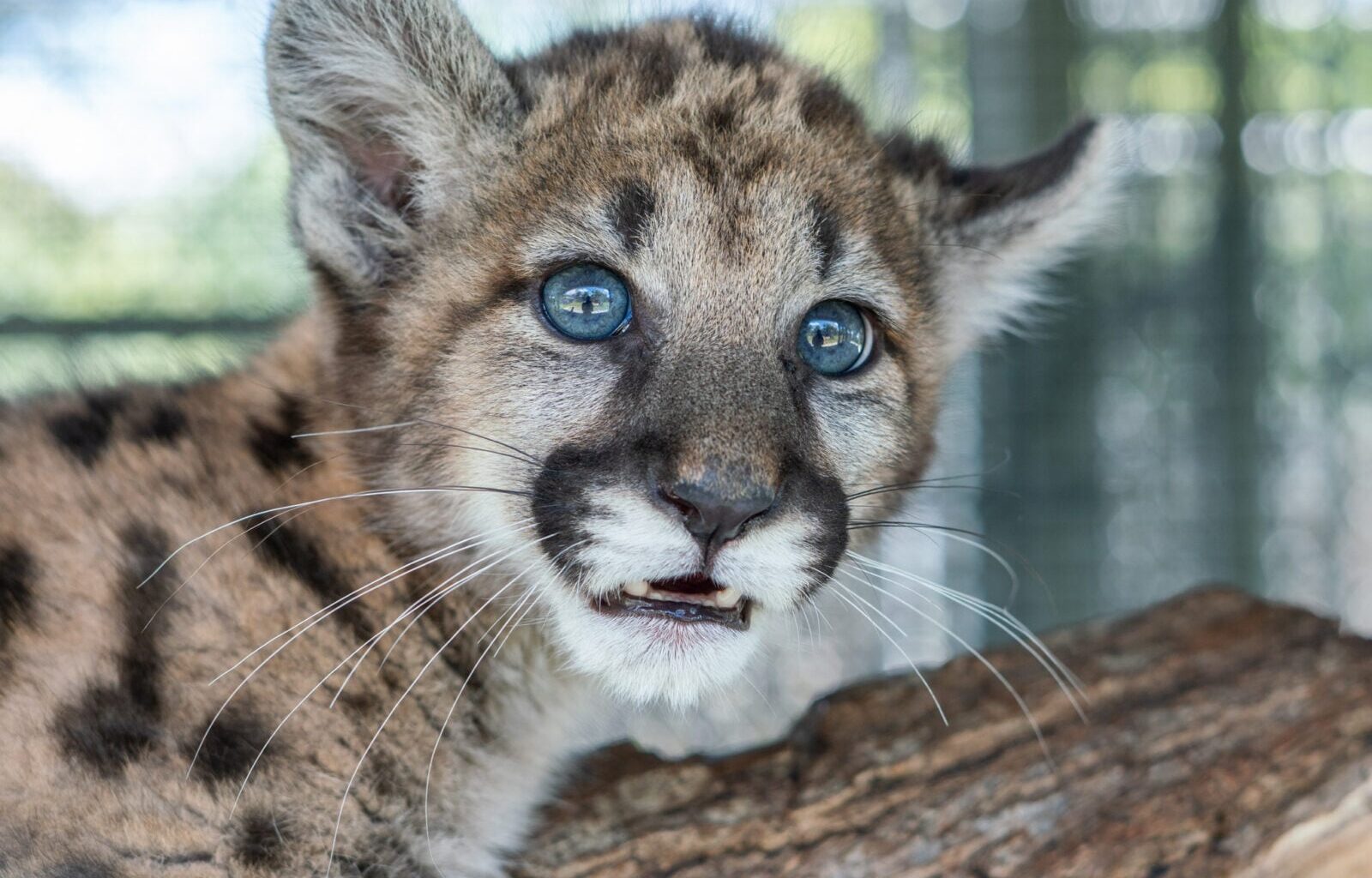 a baby panther