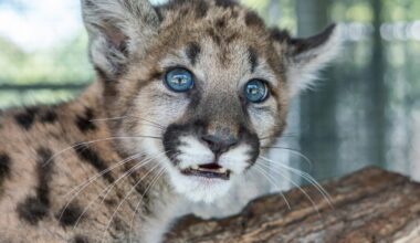 a baby panther