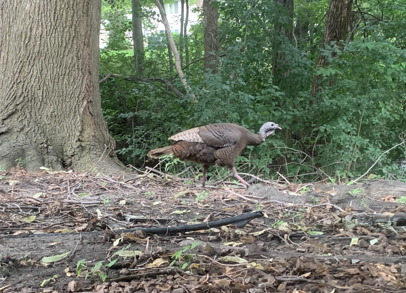 Minnesotans encouraged to share turkey, pheasant observations - Grand Forks Herald