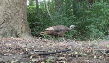 Minnesotans encouraged to share turkey, pheasant observations - Grand Forks Herald