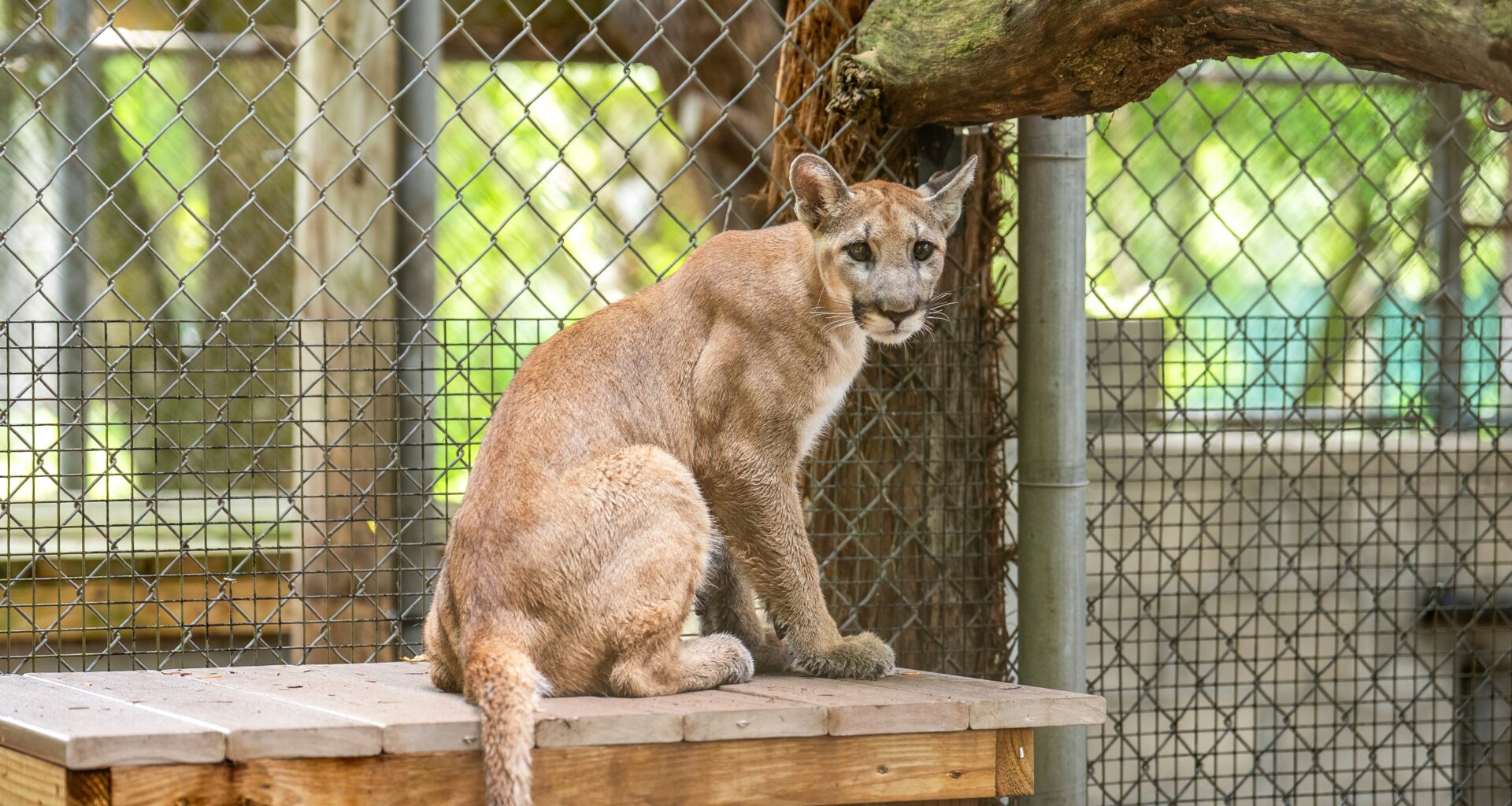 Florida panther kitten finds new home at Central Florida Zoo
