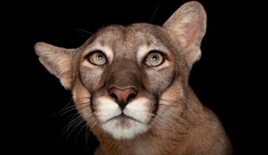 Beloved Florida panther Lucy dies after becoming a symbol of her species on US stamp