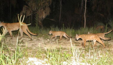 Florida panther death toll rises to 14; two latest -- in Collier and Hendry counties -- likely by vehicles | WGCU News