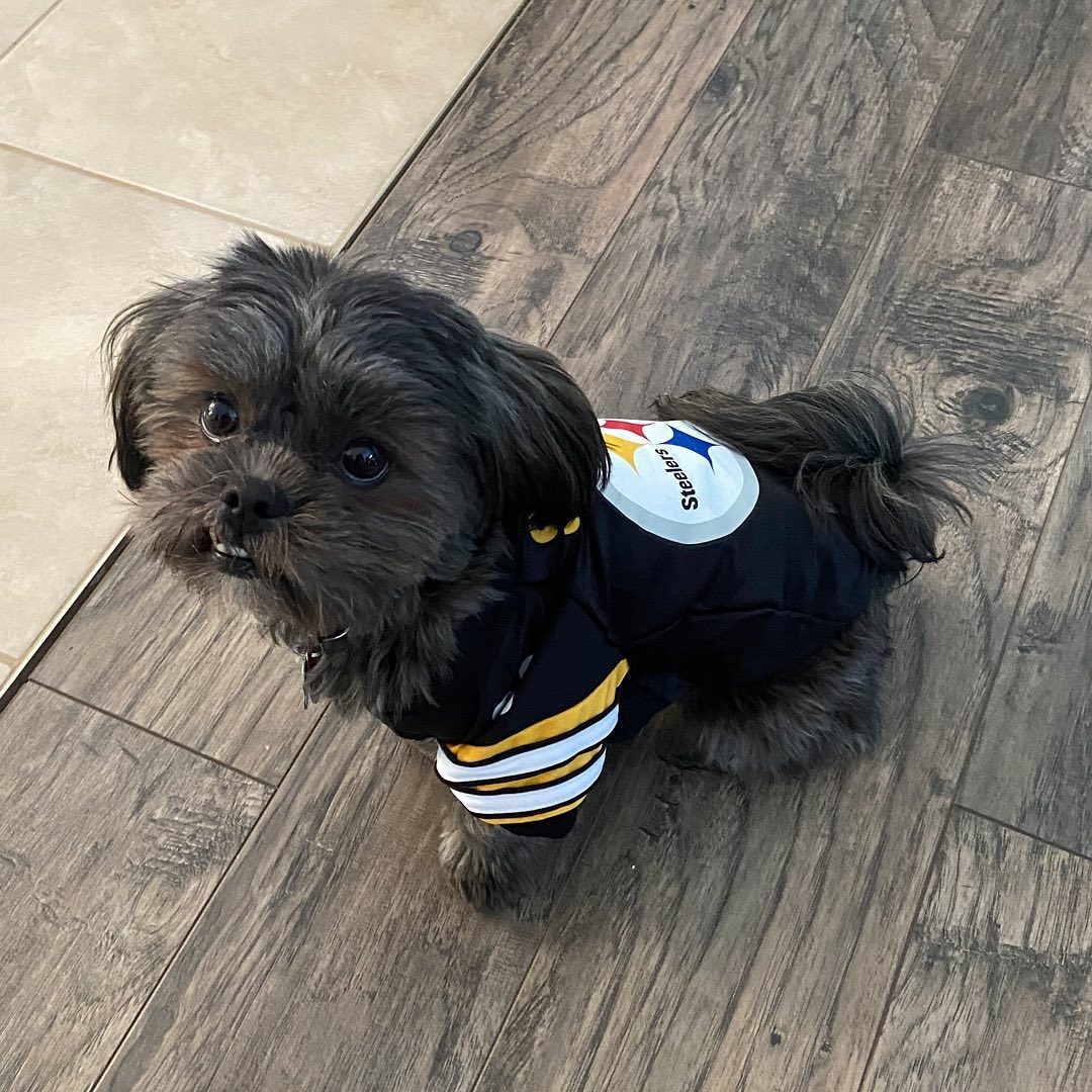 Happy #NationalLoveYourPetDay to all of our #SteelersPets! ...