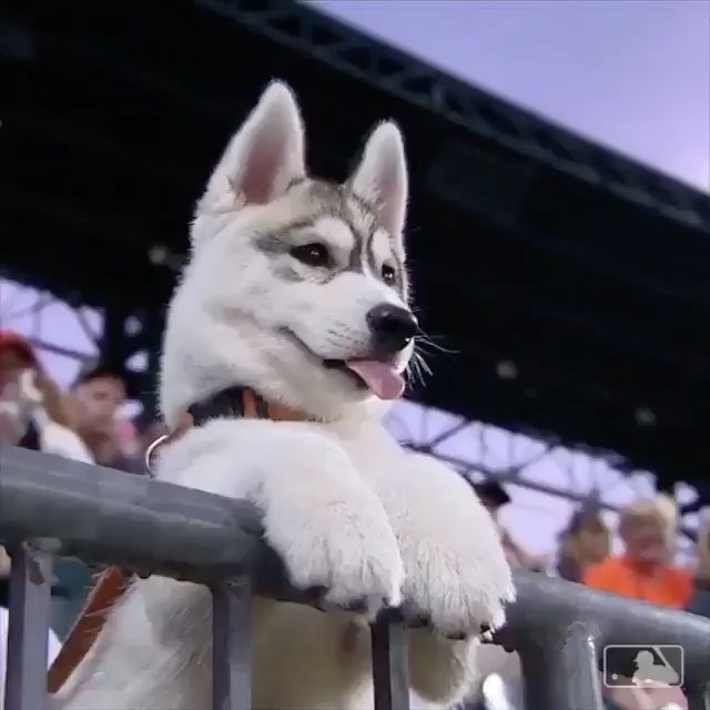 Dogs who love baseball>>>
⠀⠀⠀⠀⠀⠀⠀⠀⠀
#NationalPuppyDay...
