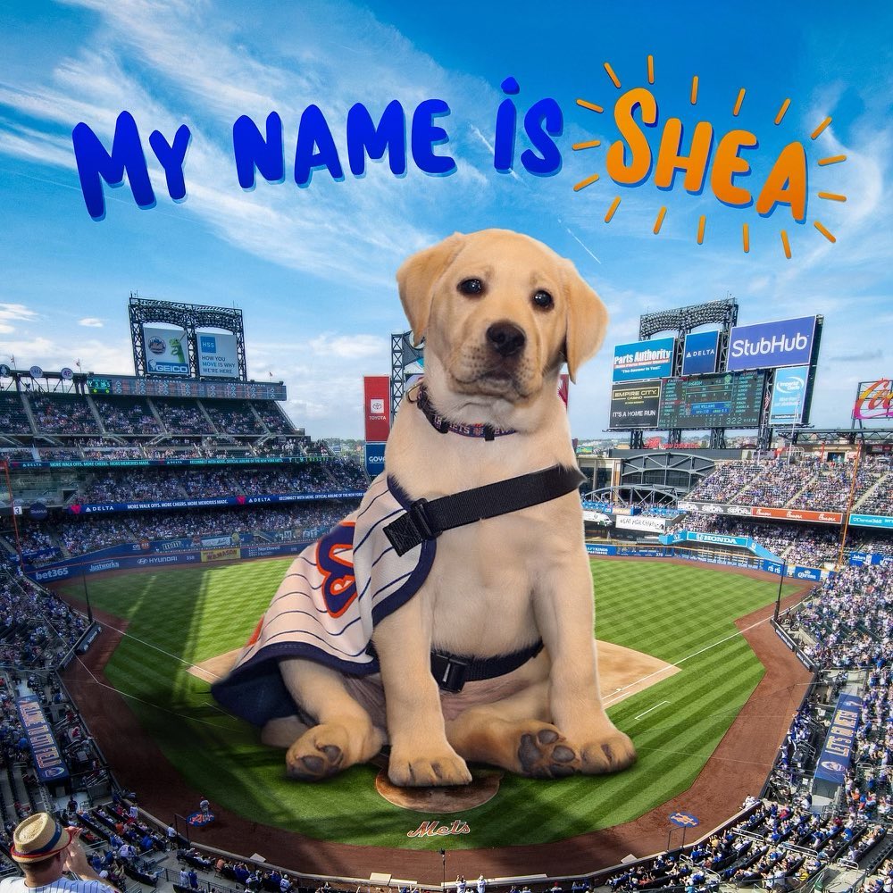 You voted, and the @amazinmetsfdn’s @MetsVetDog has been named… Meet Shea!  #Nat...
