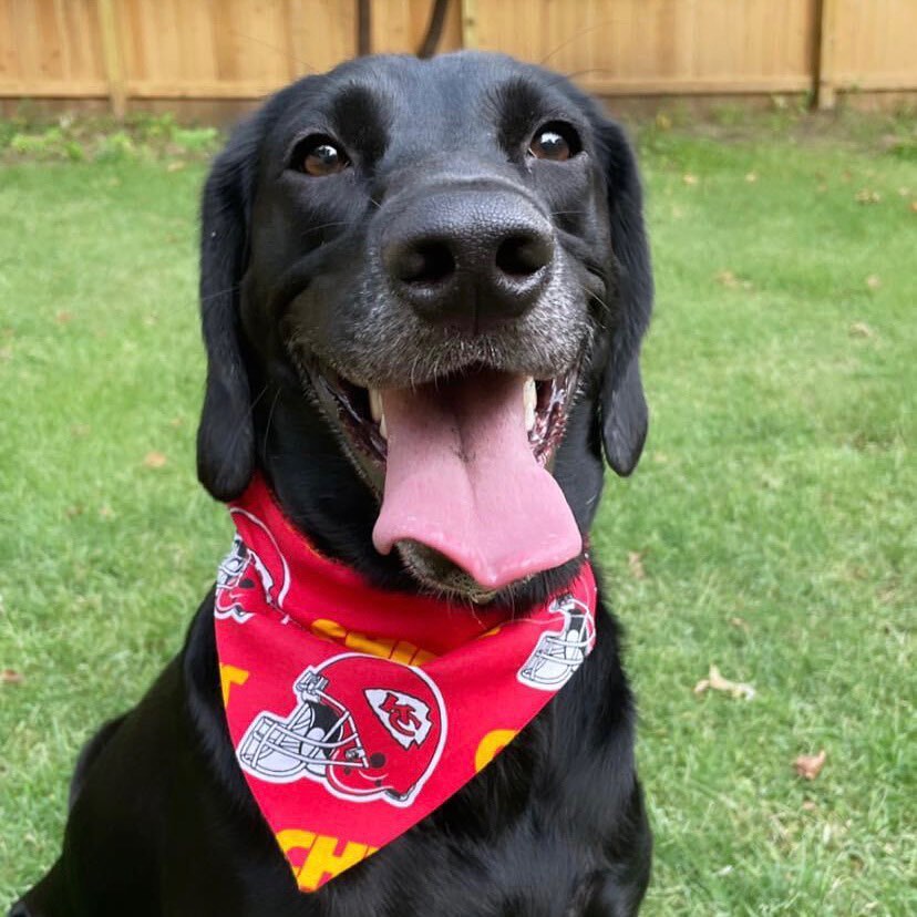Best day of the year  Happy #NationalPetDay, Chiefs Kingdom!...