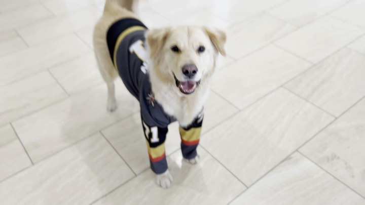 Good dogs everywhere are excited for next season  #VegasBorn...