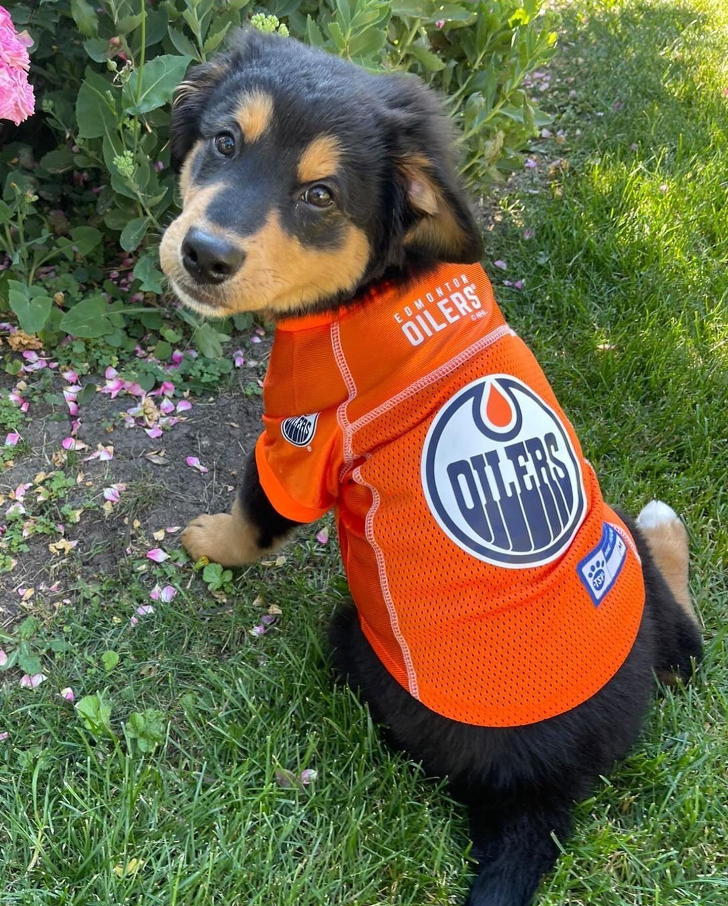 BREAKING NEWS: Jack Campbell’s puppy is adorable.  #LetsGoOilers...