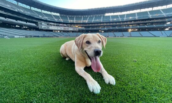 The Mariners adopted a clubhouse dog. Meet Tucker